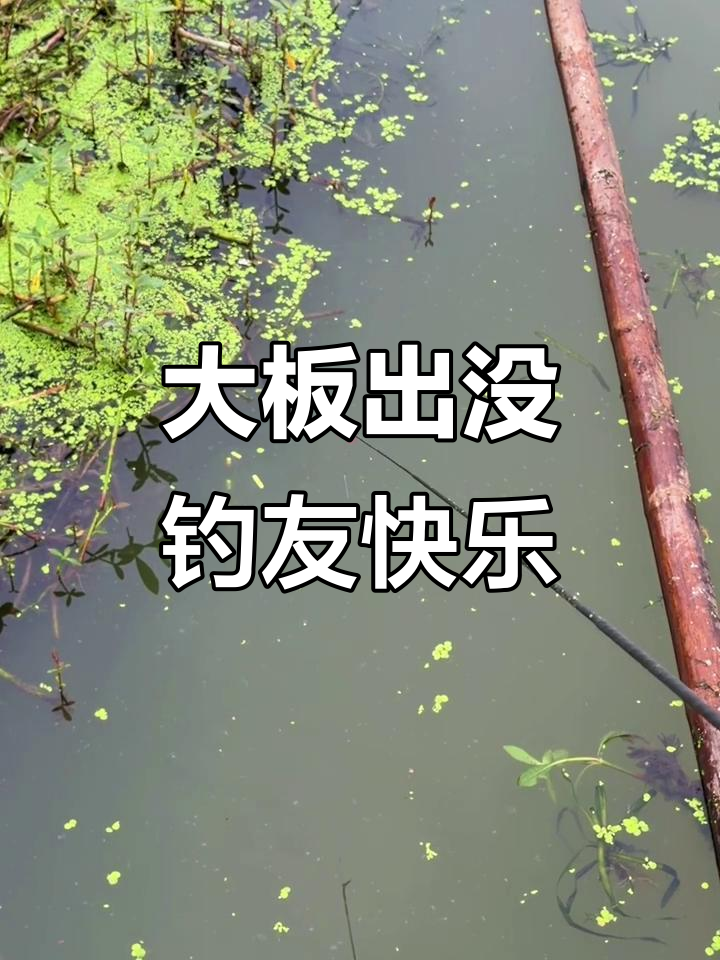 降温后钓鱼更轻松,大板鱼频频上钩