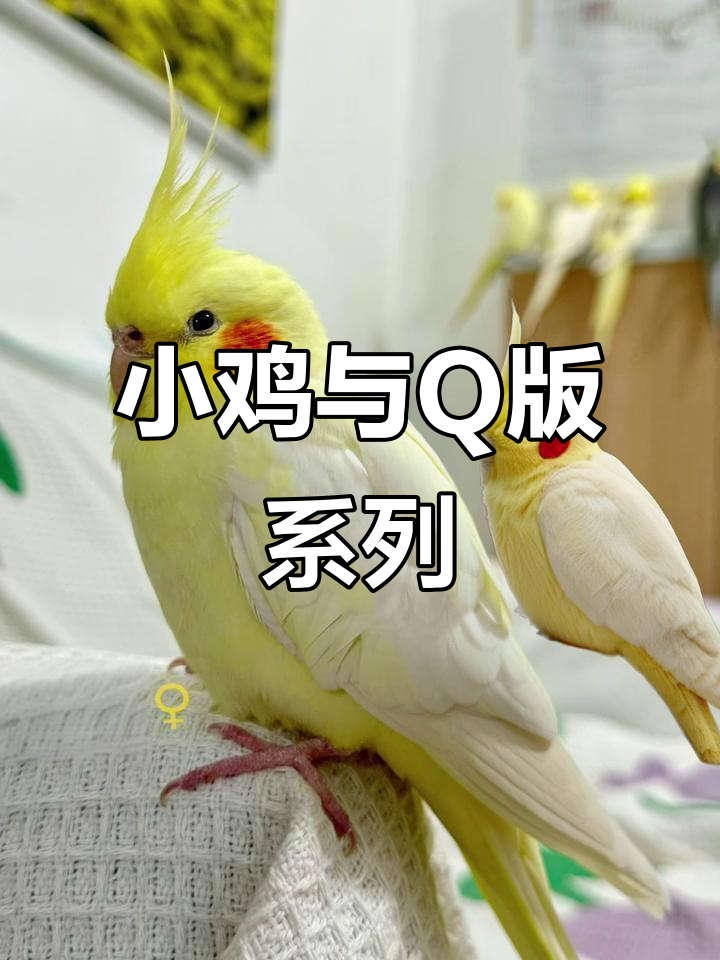 小鸡Q版萌态,玄凤鹦鹉超可爱