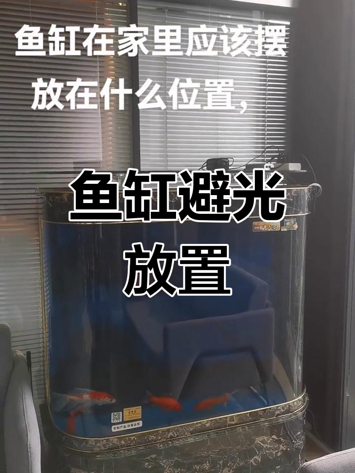 鱼缸摆放位置大揭秘,避免阳光直射