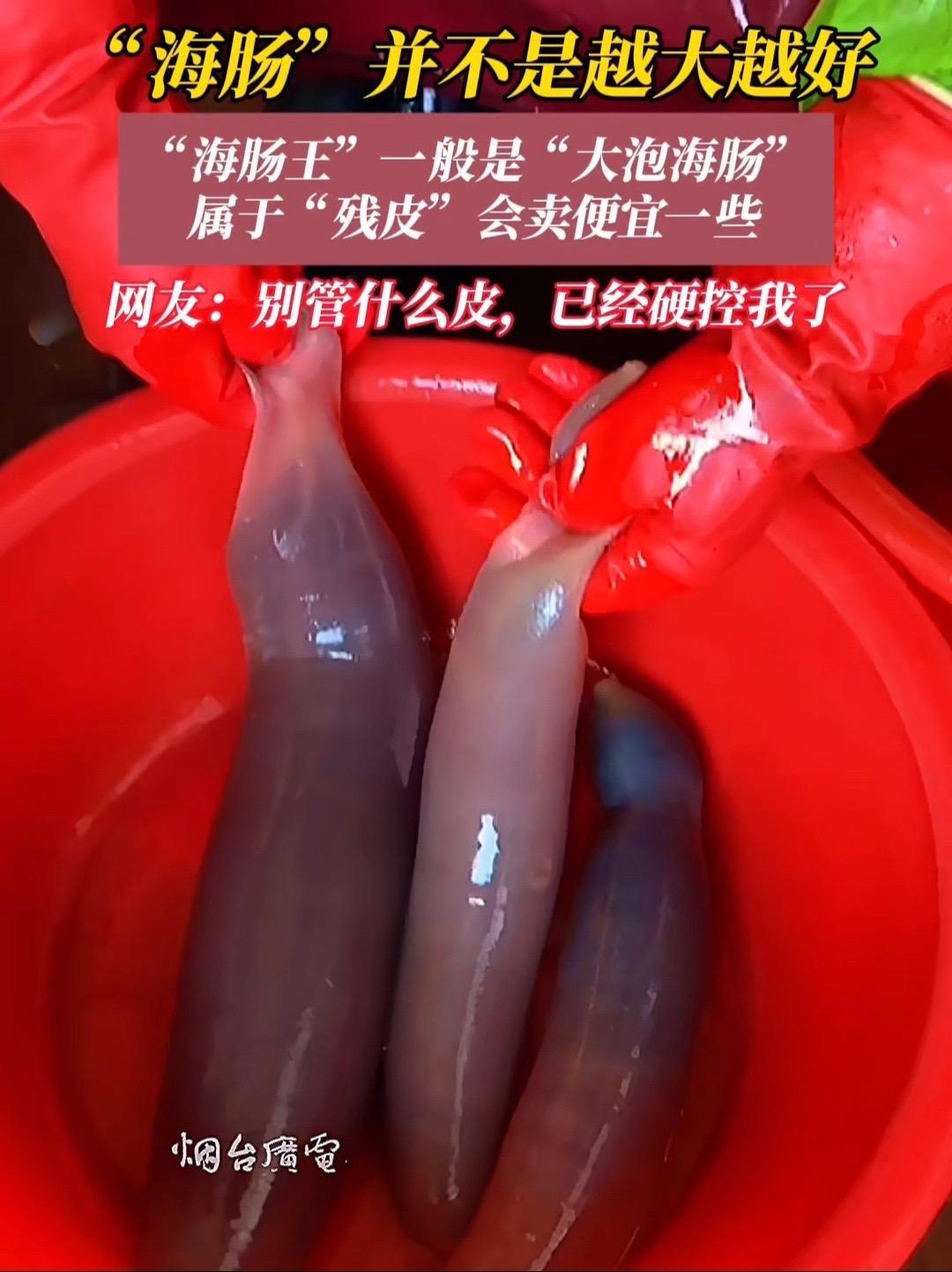 5月4日(采访时间),山东烟台。“海肠王”你见过吗?感谢分享@阿双双双(烟台海鲜版)海肠 
