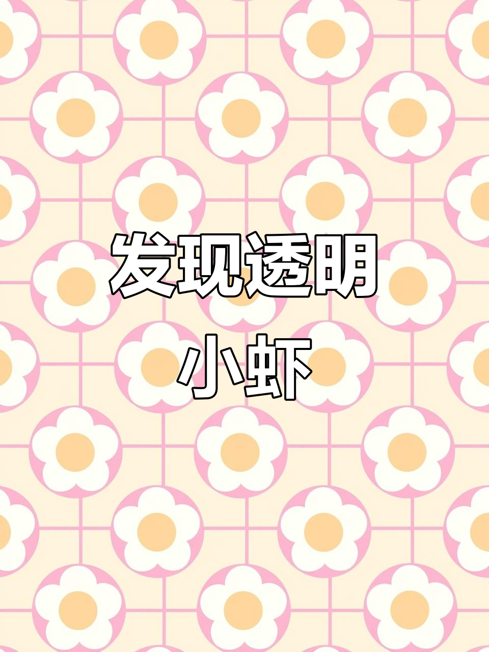 水缸惊现透明小虾,竟是“火虾”新品种?