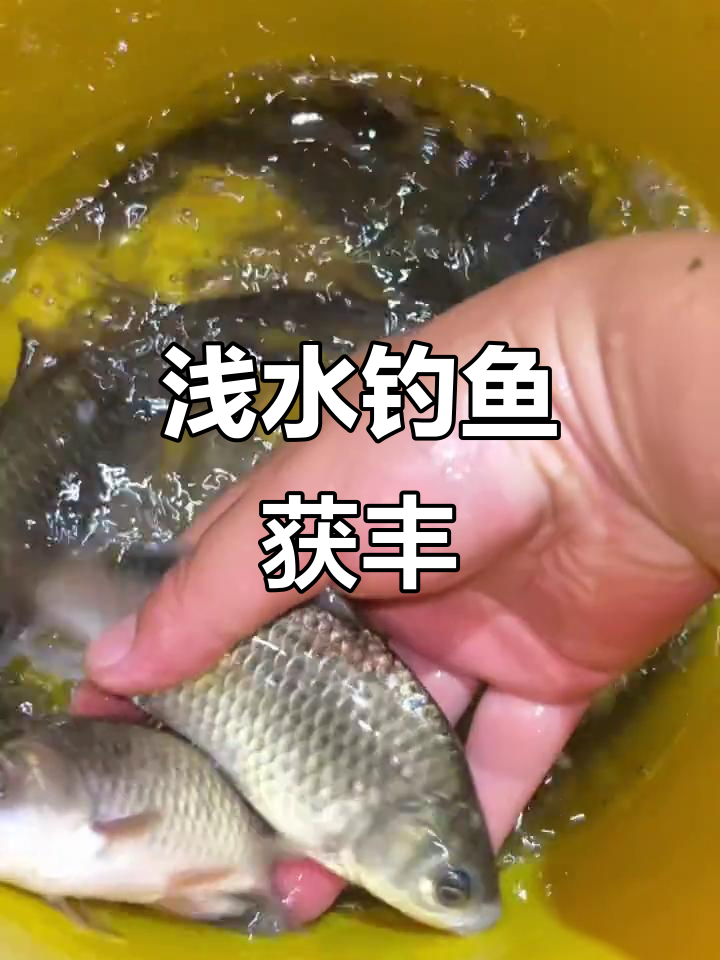 6月6日夜钓浅水,大板鲫频频上钩
