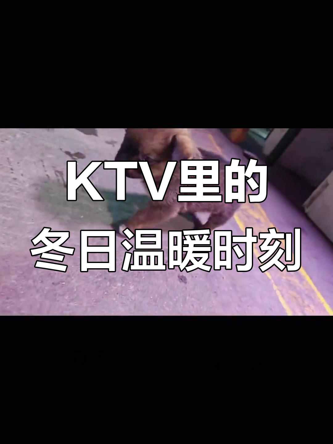 霜降来临,KTV欢乐时光:奶茶、蛋糕与小狗的奇妙夜晚