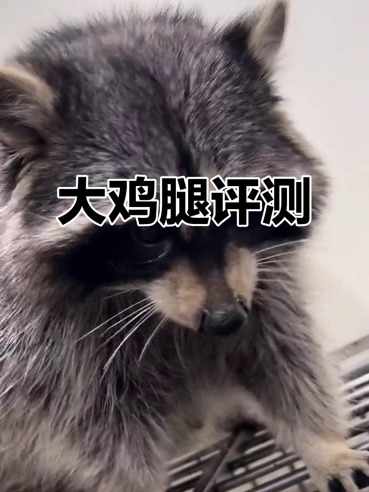 测评大鸡腿,能哥带你选最合适的牌子!