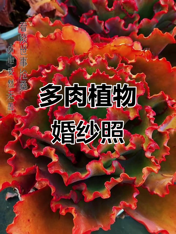 花卉绿植与多肉植物的美丽碰撞,打造梦幻婚纱效果