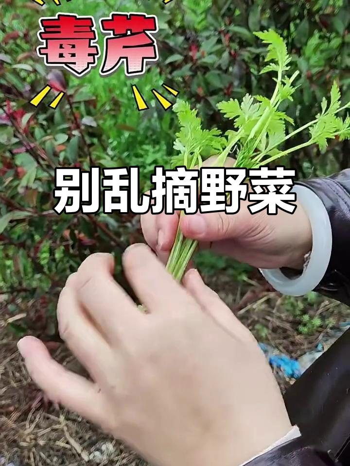 误摘野菜可能中毒！如何辨别毒芹菜与水芹