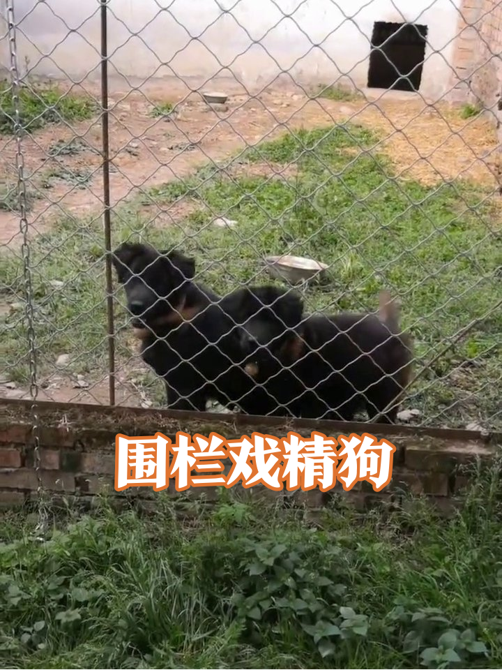 围栏“狱友”健身房开业:摇尾练臀后秒变端庄狗