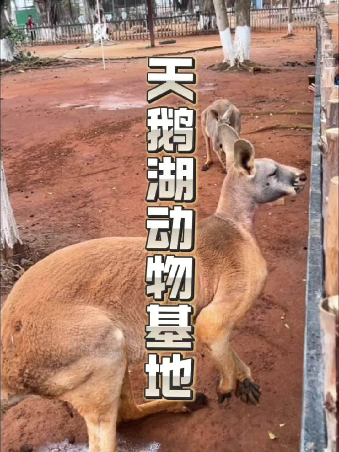 海口天鹅湖动物基地推出三八妇女节特惠门票啦!左下角团购。野生动物零距离 动物园 海口天鹅湖
