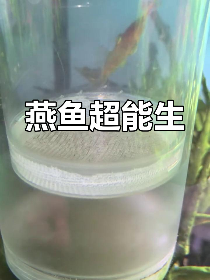 燕鱼两周产一次卵,孵化过程惊心动魄