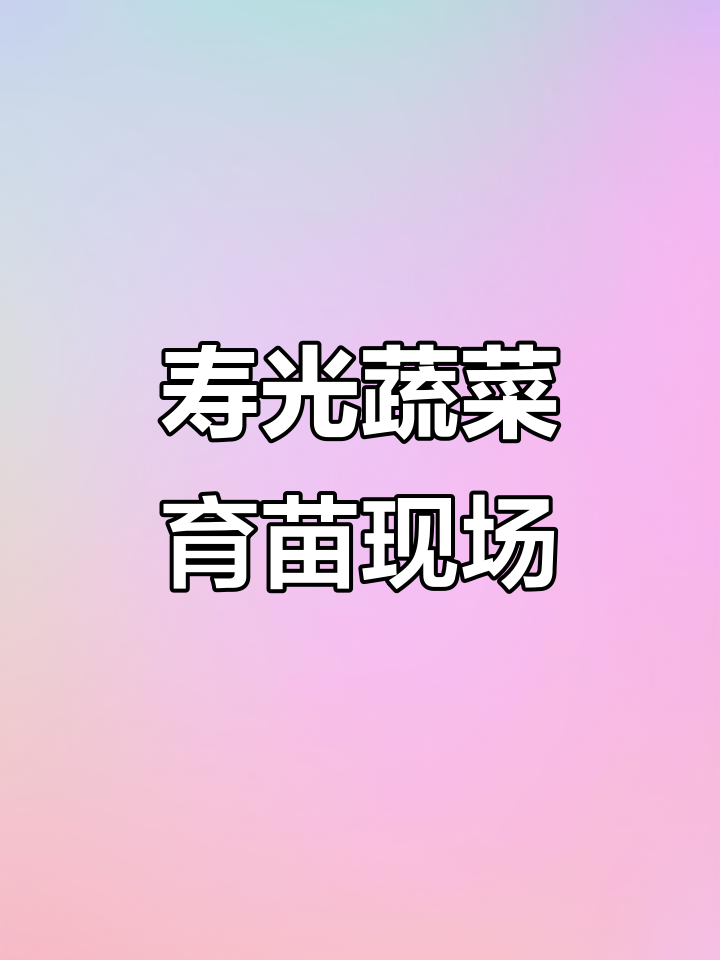 山东寿光蔬菜育苗基地探访:草莓、小番茄长势喜人
