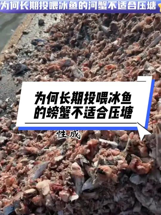 热门 为何长期投喂冰鱼的河蟹不适合压塘 鱼虾蟹养殖 四大家鱼养殖 水产养殖技术