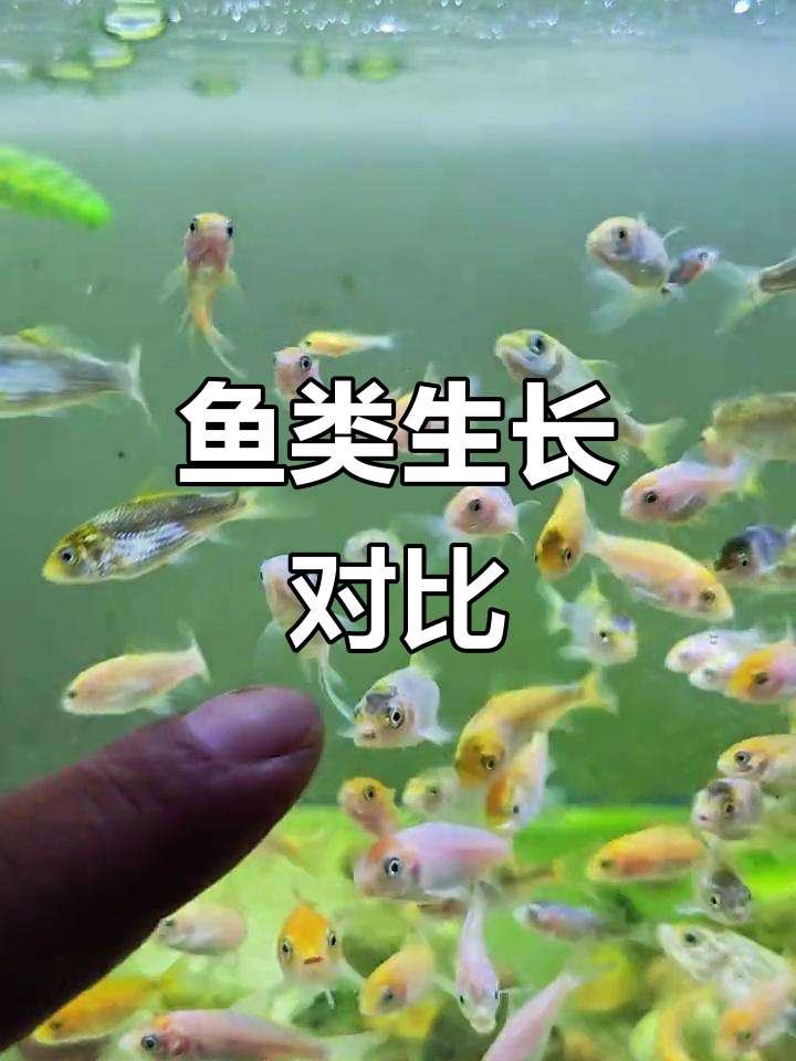 草金与锦鲤,鲫鱼和鲤鱼的成长差异一目了然!