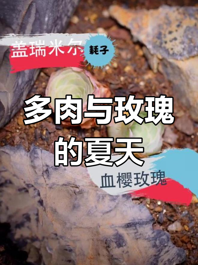 夏季玫瑰盛开,多肉图鉴大集结,快来收藏!