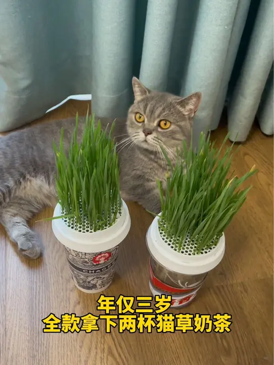 全款拿下两杯猫草奶茶