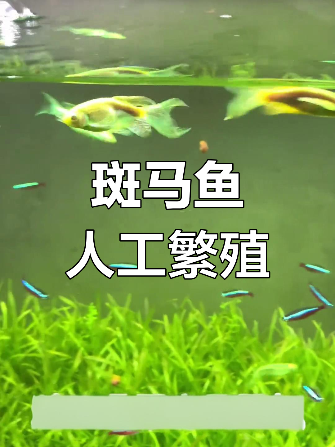 绿翡翠斑马鱼产卵过程揭秘