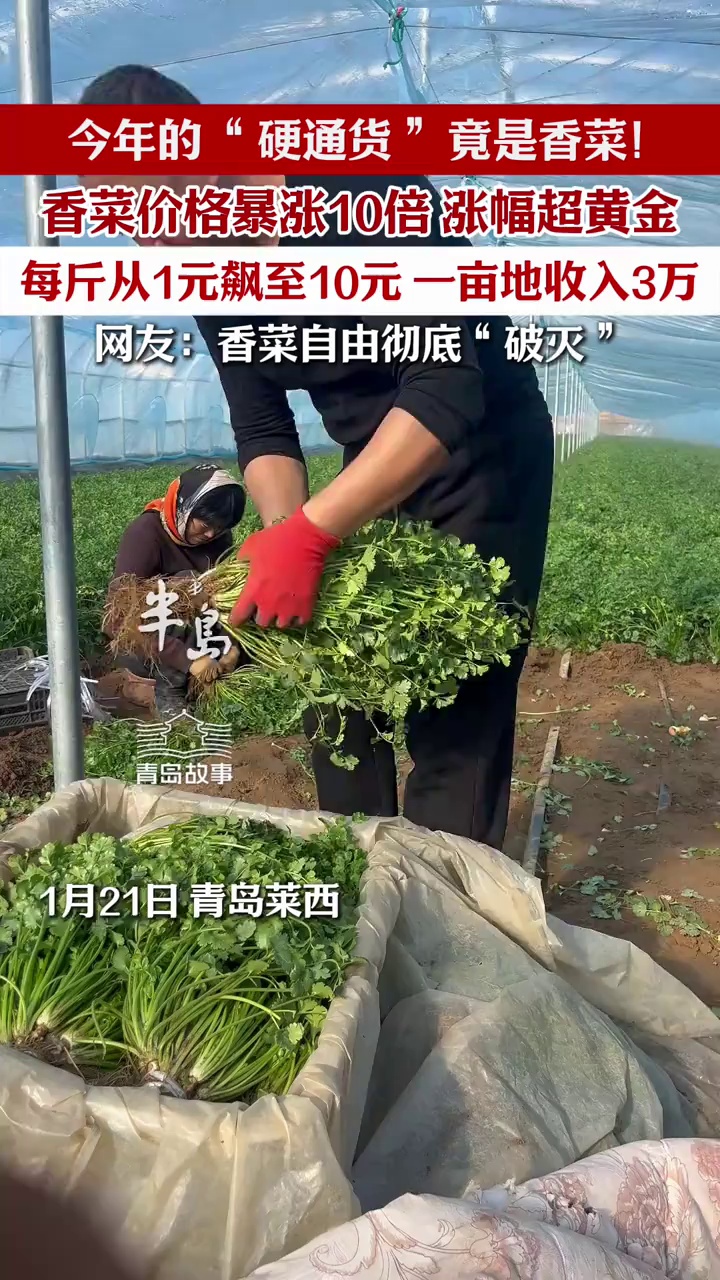 去年不值钱的香菜,今年高攀不起了!每斤10元,价格暴涨十倍