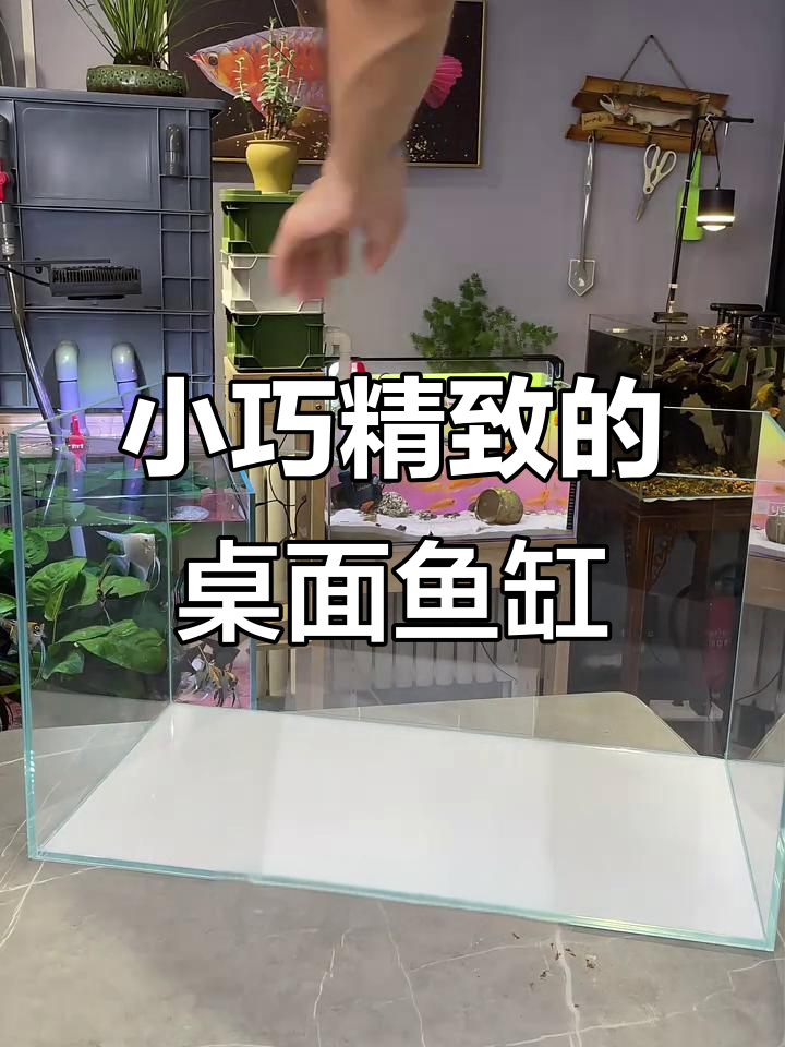 五十厘米小鱼缸,超白玻璃搭配尼泊尔过滤器,桌面养鱼新选择