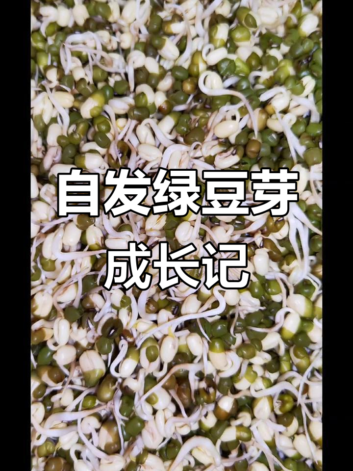 绿豆芽生长观察日记,从发芽到长大的全过程