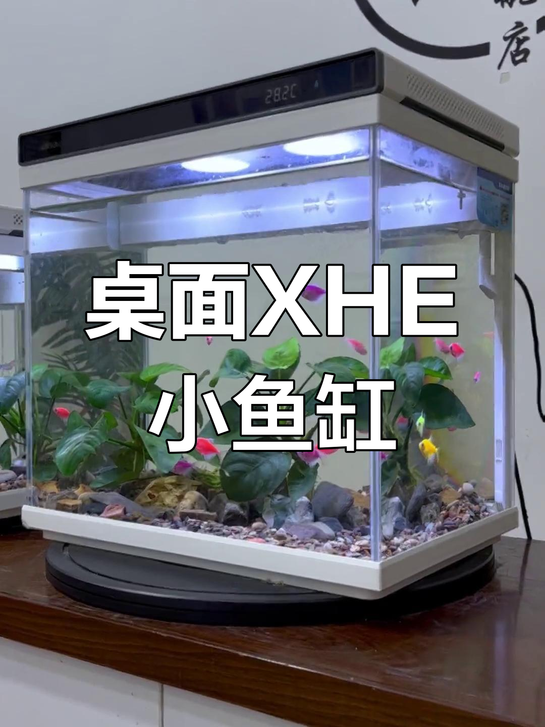 XHE小鱼缸:小巧又强大,养鱼爱好者的理想选择