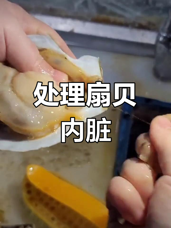扇贝清理全攻略