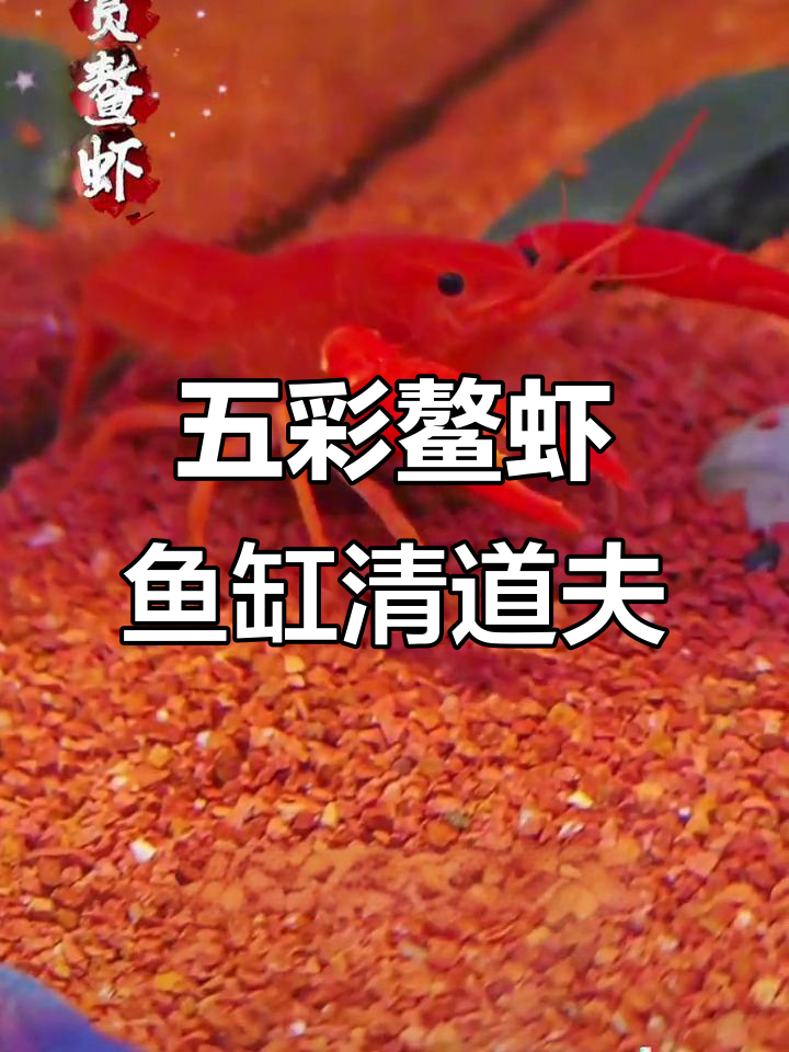鱼缸清洁小恶魔五彩鳌虾,帮你搞定一切杂乱无章
