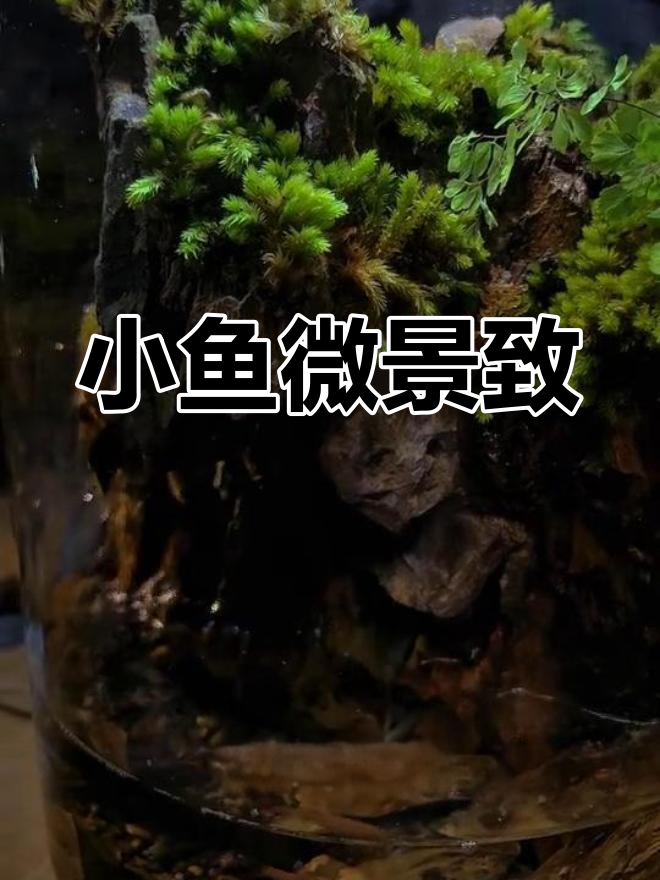 玻璃瓶微景观,小鱼游动增添温馨氛围