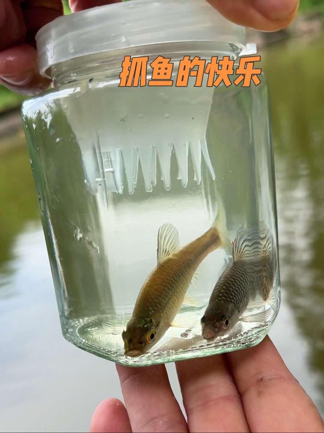 原创视频 鱼儿自由自在的水中游 钓大鱼 暑期来临不妨备上几个一起去抓鱼吧