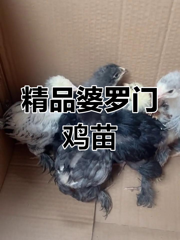 专业养殖技术指导,婆罗门大鸡苗100元一只