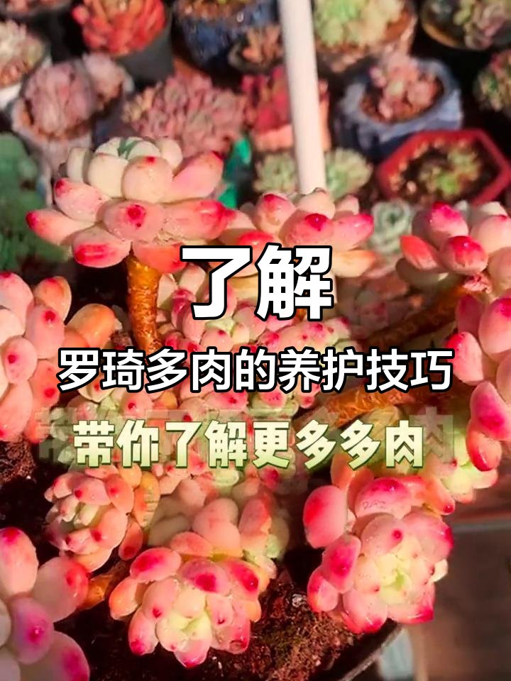 罗琦多肉植物:香气四溢,叶片变红的美妙变化