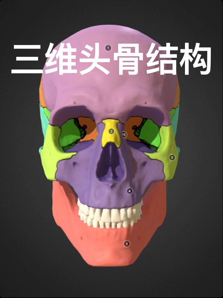 三维头骨结构,赶快收藏!