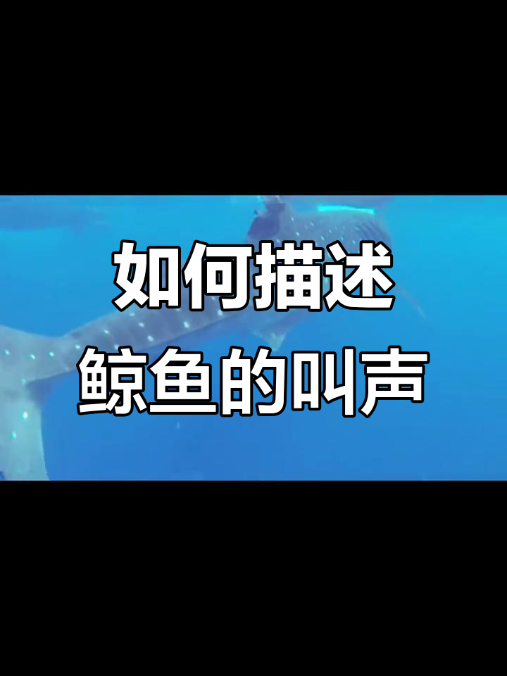 鲸鱼的声音到底有多特别?你能形容吗