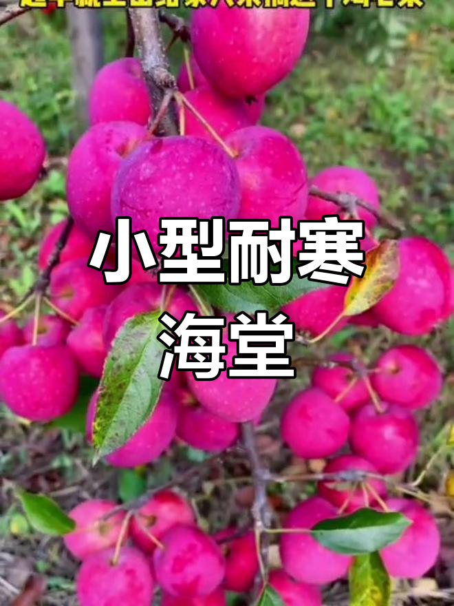 鸡心果:耐寒高产,海棠系列新宠