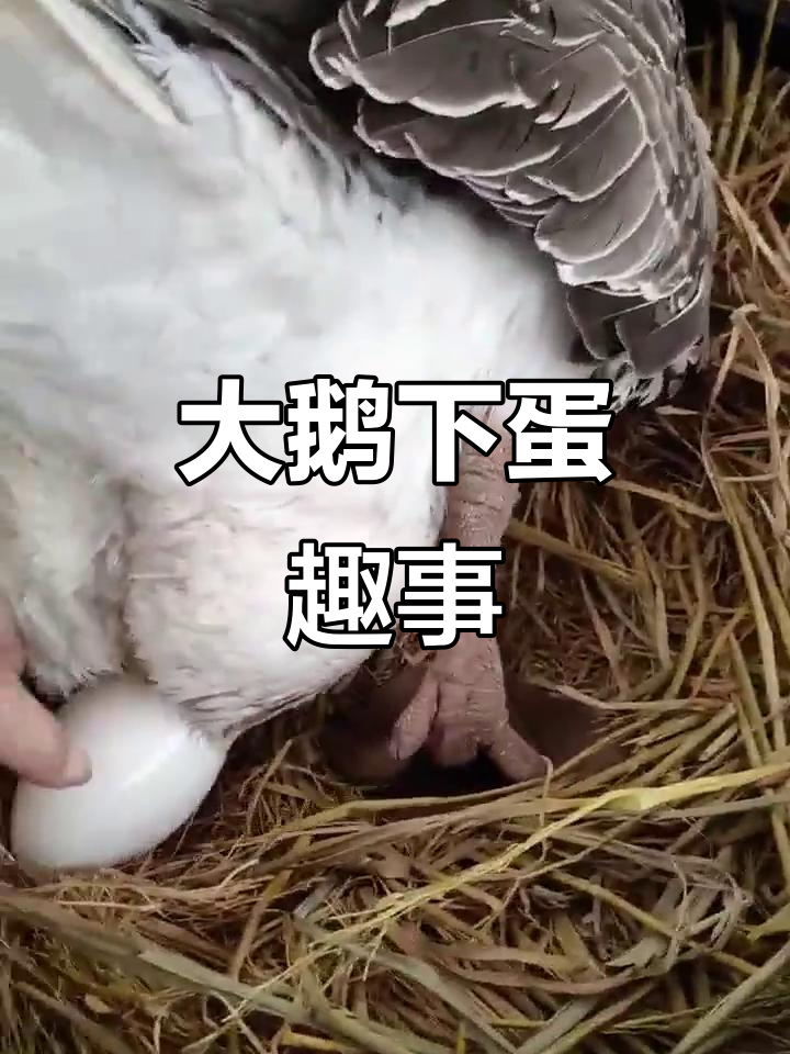 大鹅下蛋的搞笑时刻,竟然这么有趣!