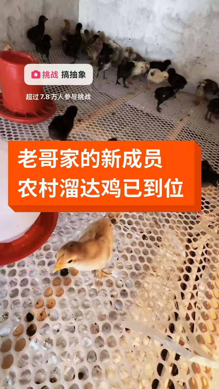 老哥准备养几百只农村溜达鸡，今天小鸡仔已买回来，这样养行吗？