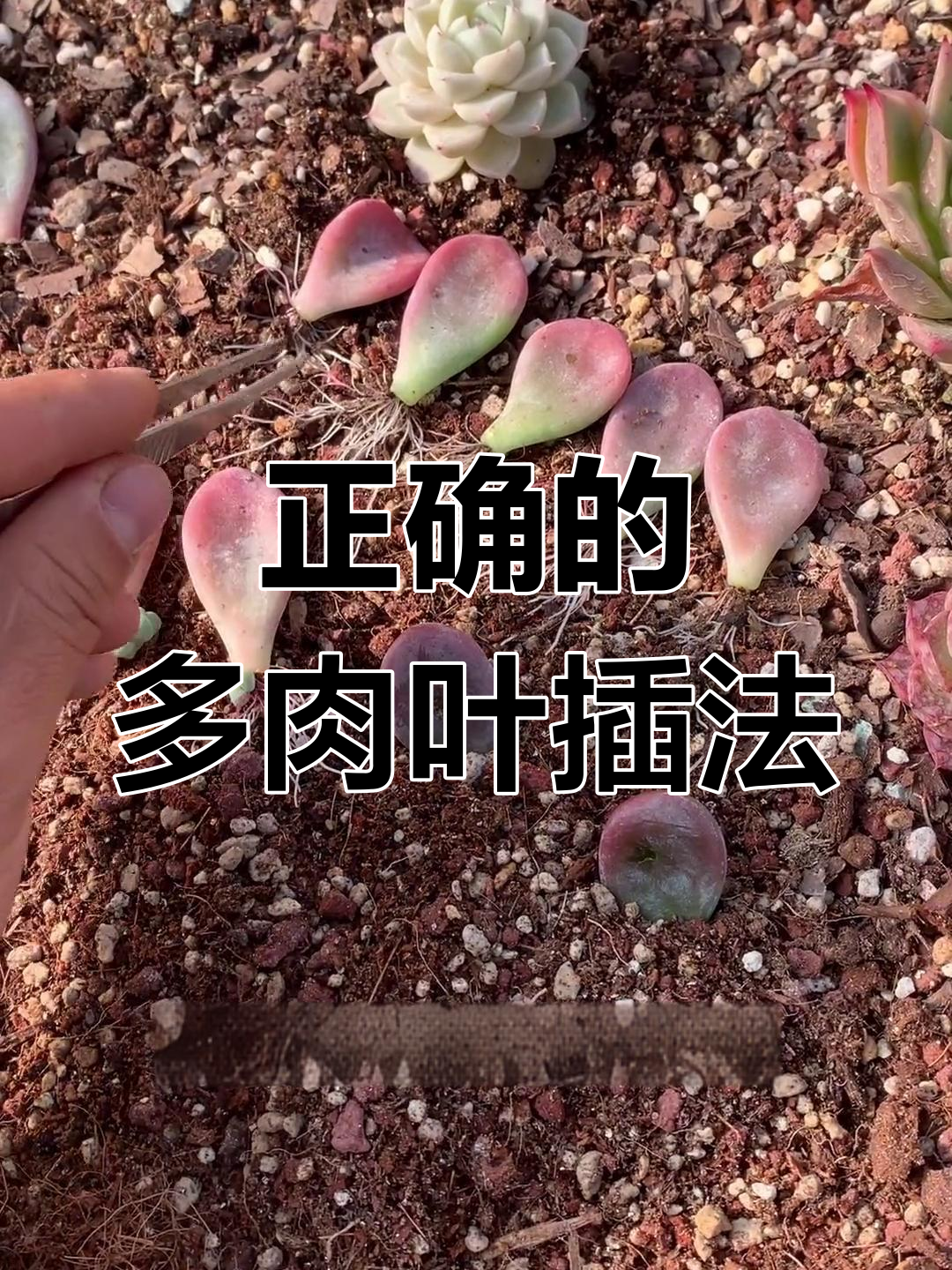 多肉叶插正确方法,避免只长根不发芽