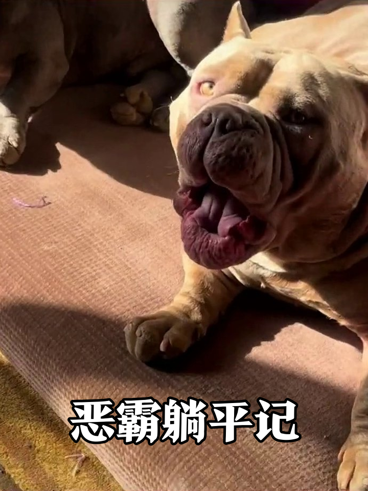 肌肉猛犬集体摆烂,打哈欠舔鼻子反差萌