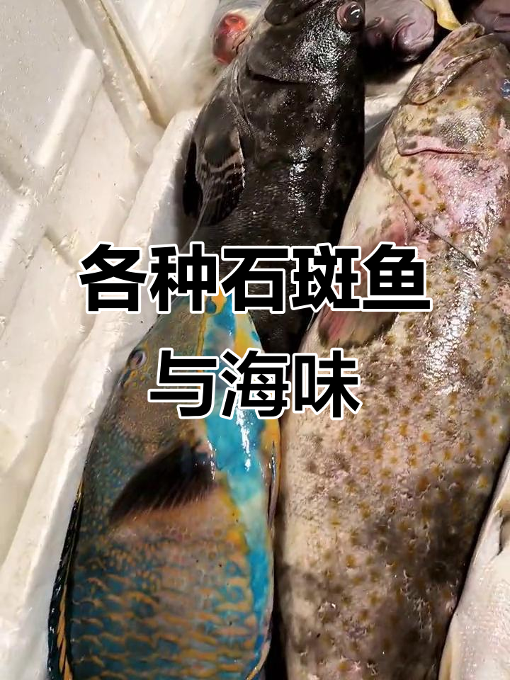 石斑鱼、马友鱼等海鲜大集合,珍稀美味一网打尽!