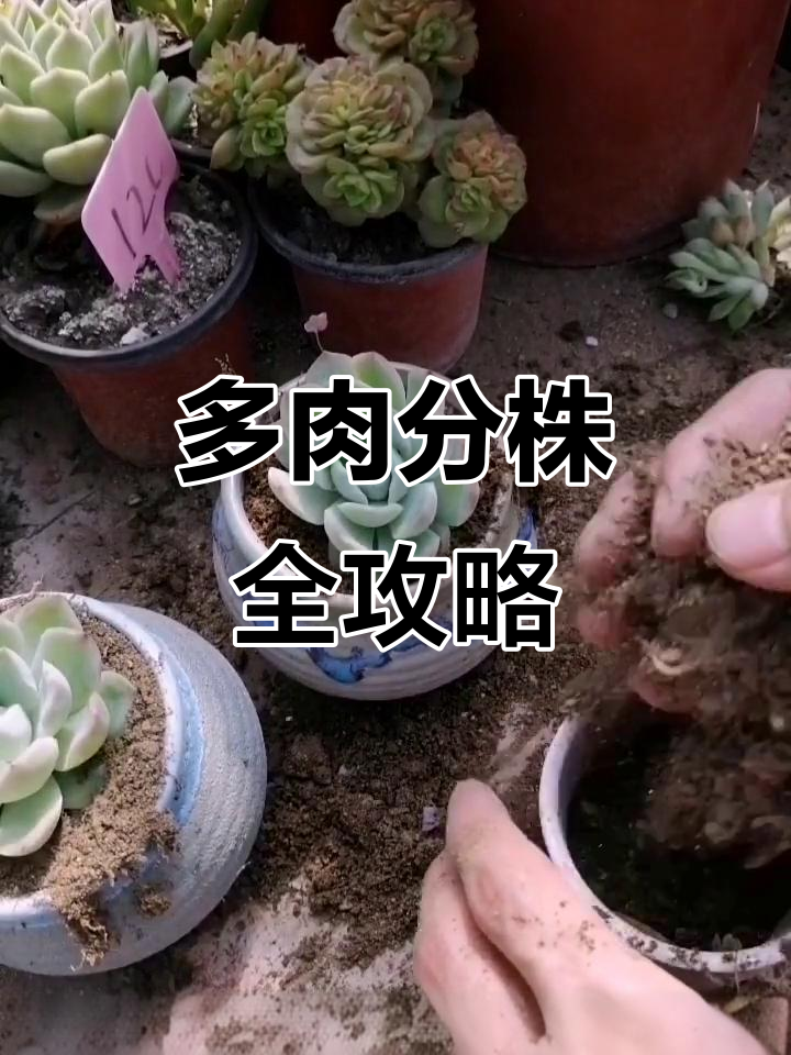 多肉植物分株技巧,轻松繁殖小盆栽