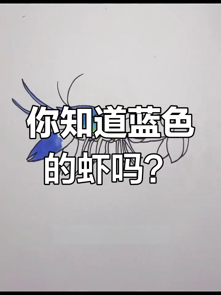 蓝色虾的秘密:天空蓝魔虾揭秘