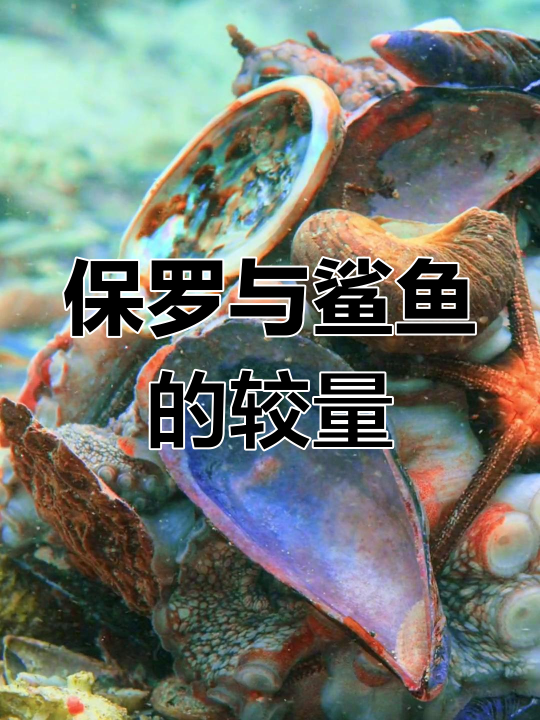 小章鱼保罗的逃生术:如何利用贝壳抵御鲨鱼