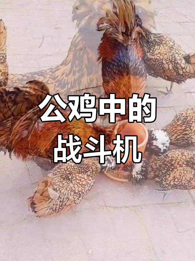 宁做鸡头,不做凤尾