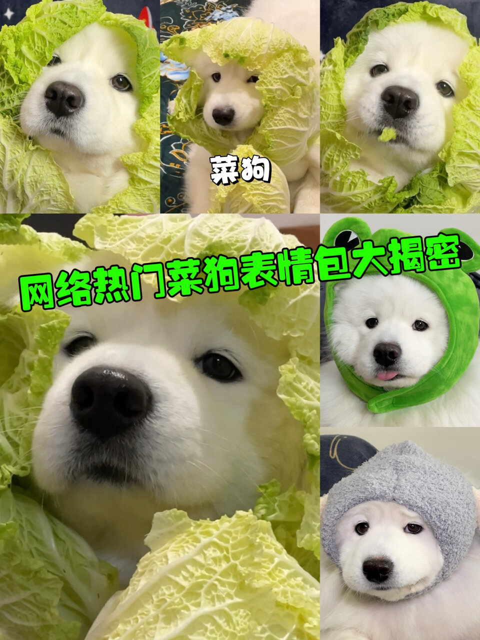 网络热门菜狗表情包大揭密!