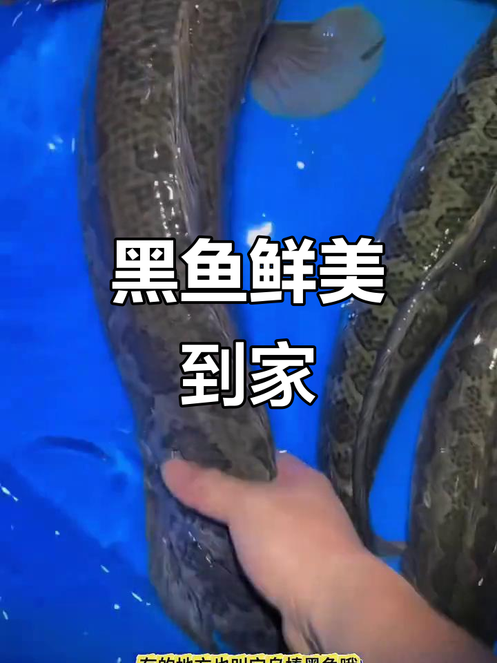 野生黑鱼,新鲜到家,酸菜鱼绝配!