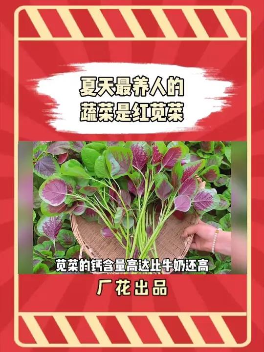 原来吃红苋菜有这么多好处啊