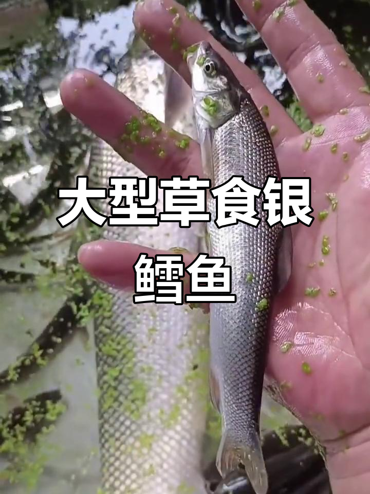 淡水银鳕鱼：草食巨型鱼类，最大能长二十斤