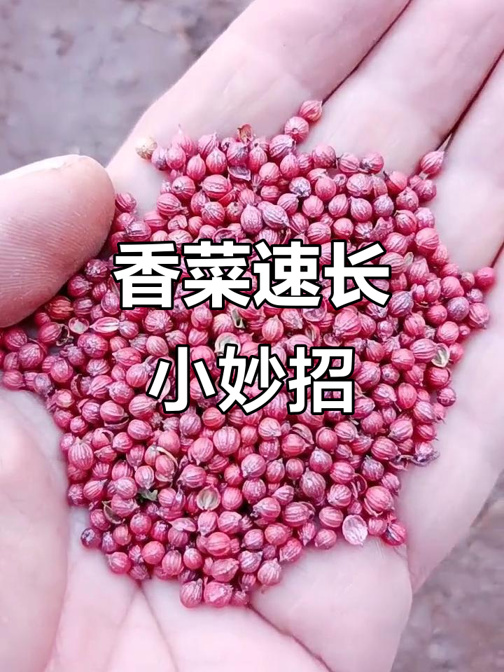 香菜快速出芽的秘诀，掌握这些技巧让你事半功倍