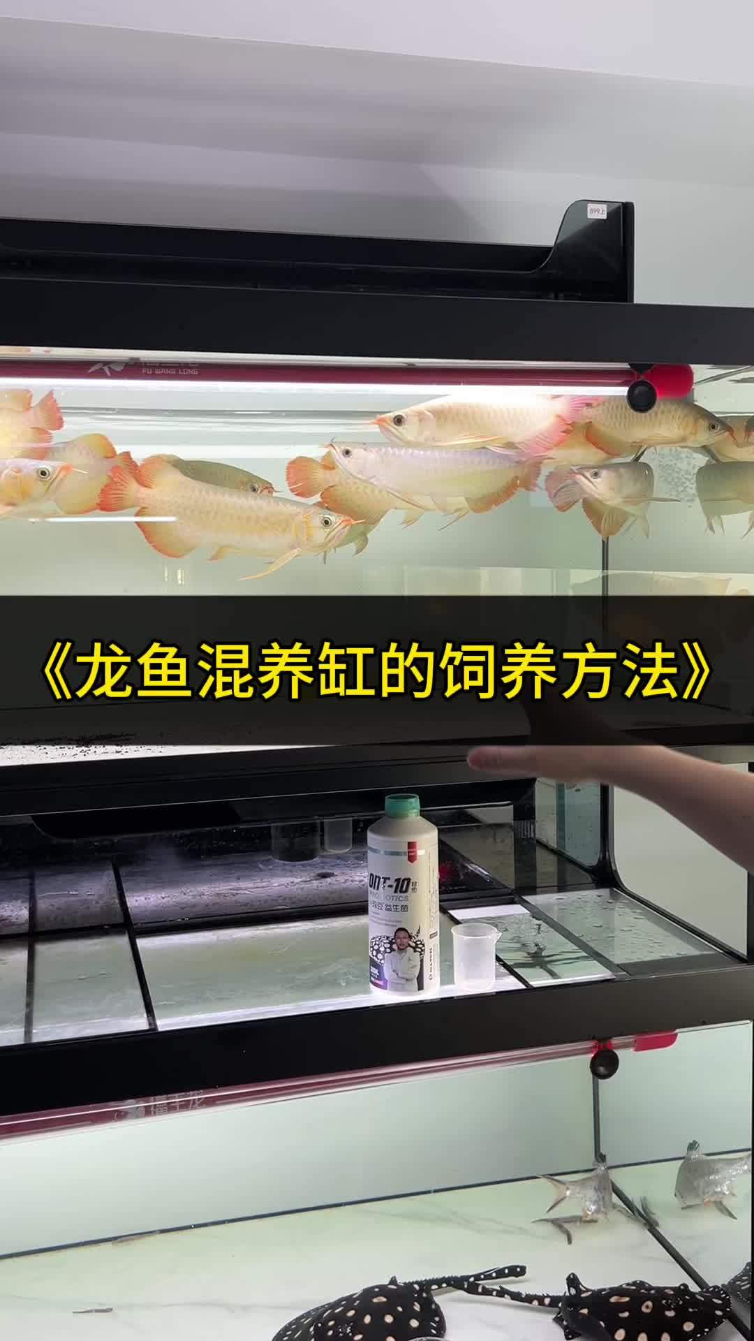 把龙鱼当猪一样来喂是种什么体验 龙鱼 水族 养鱼 鱼缸 红龙