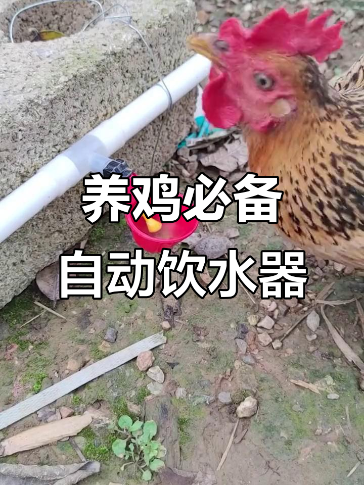 自动饮水器让养鸡更轻松,再也不用担心小鸡渴了