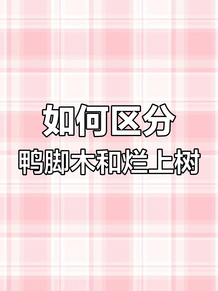 鸭脚木与烂上树的区别,教你如何分辨