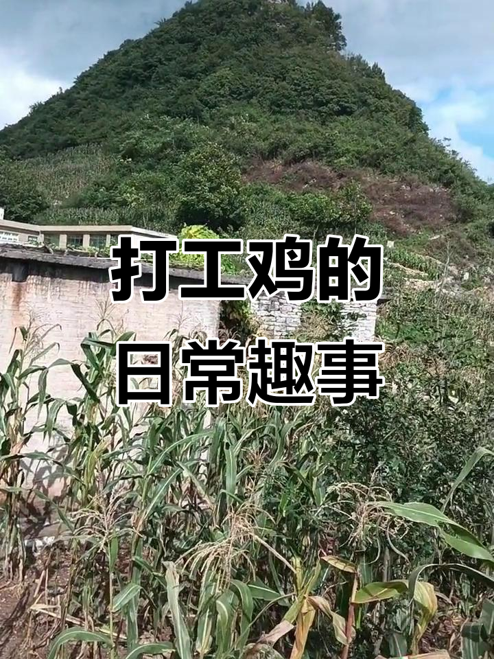 星期三打工鸡的奇特日常,安顺果子与大嘴巴的故事